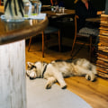 Dog-Friendly Pubs in Chicago, IL: A Guide for Pet Owners