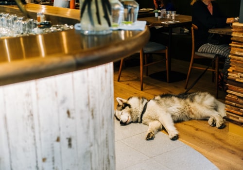 Dog-Friendly Pubs in Chicago, IL: A Guide for Pet Owners